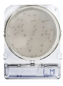 [ORO54067 P40] Placas para Determinación de Listeria Monocytogenes x 40 Compact Dry