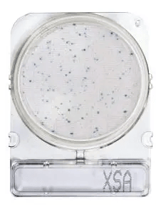 [ORO54057] Placas para Determinación de Staphilococcus x 4 Compact Dry