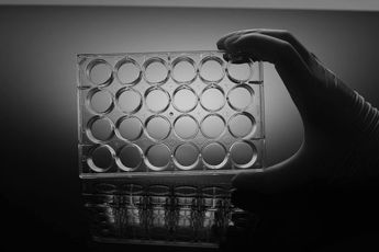 Imagen de Placa de Cultivo Celular Plana 24 Pozos Nest Biotecnology