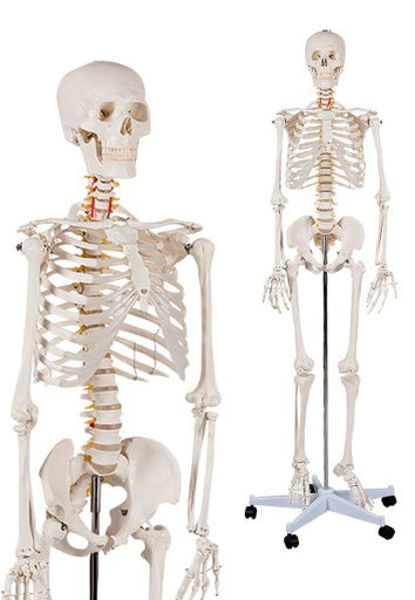 Imagen de Esqueleto Humano para Enseñanza