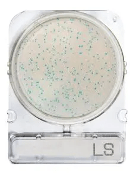 Imagen de Placas para Determinación de Listeria Especie x 40 Compact Dry