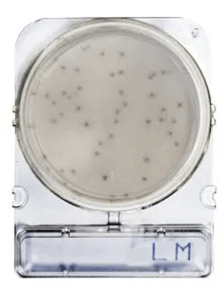 Imagen de Placas para Determinación de Listeria Monocytogenes x 40 Compact Dry