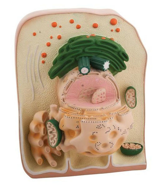 Imagen de Modelo de Célula Animal Ultraestructura Tridimensional