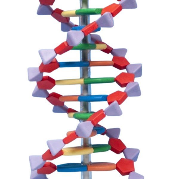Imagen de Mini ADN Avanzado de 22 Pares de Bases
