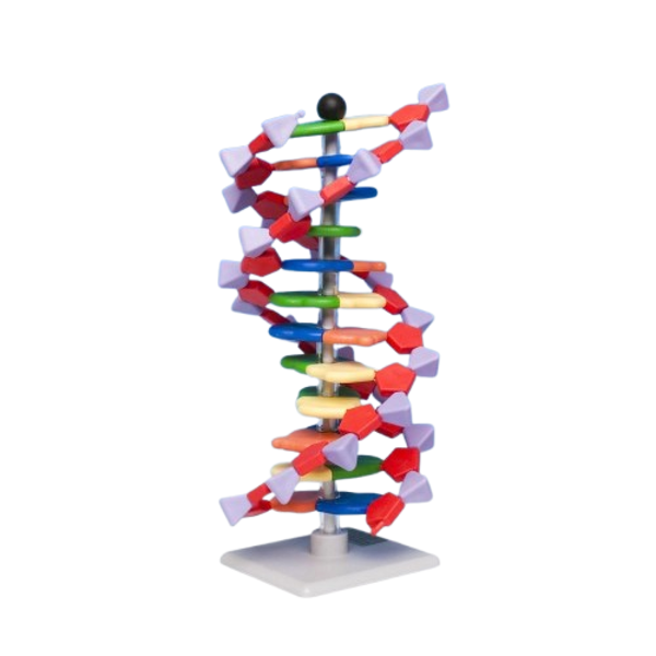 Imagen de Mini ADN Avanzado de 12 Pares de Bases