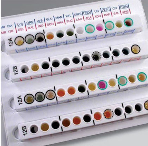 Imagen de Tiras para Oxidasa Oxoid (x100)