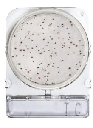 [ORO54069 P40] Placas para Determinación de Recuento Total Rápido x 40 Compact Dry