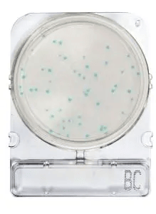 Placas para Determinación de Bacillus Cereus x 40 Compact Dry