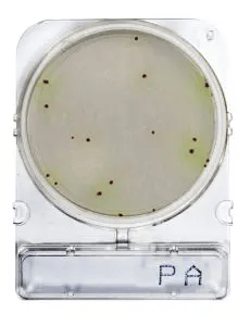 Placas para Determinación de Pseudomona Spp x 40 Compact Dry