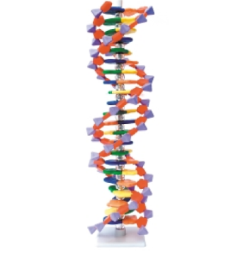 [ZONAMDNA06022] Mini ADN Avanzado de 22 Pares de Bases
