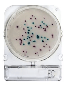[ORO54052 P40] Placas para Determinación de E.Coli y Coliformes x 40 Compact Dry